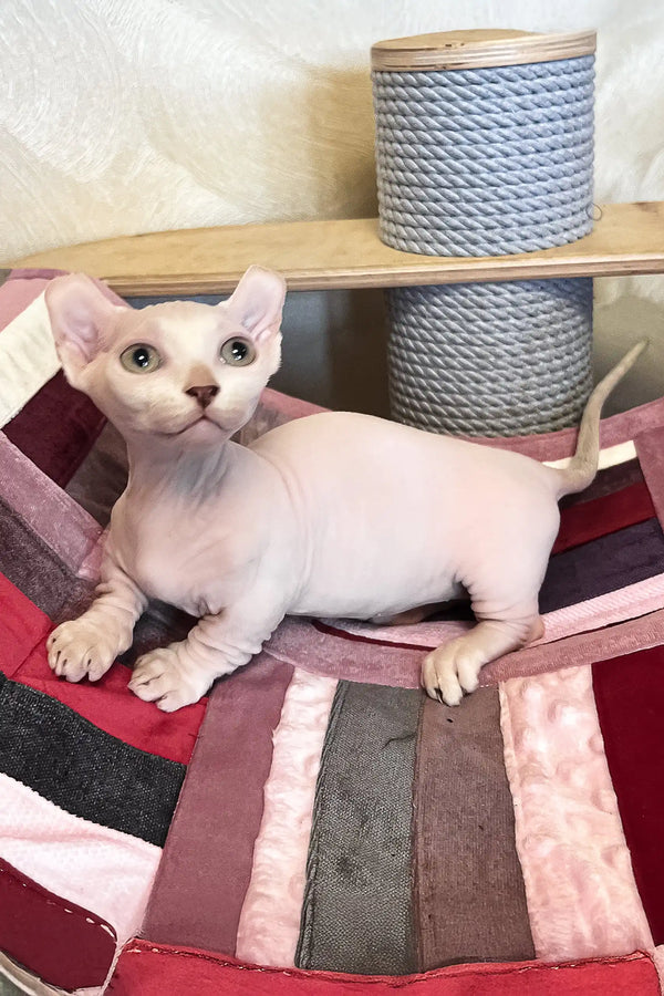 Cezar | dwelf sphynx kitten