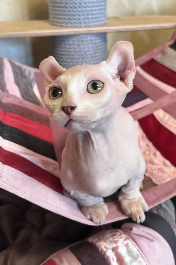 Cezar | dwelf sphynx kitten