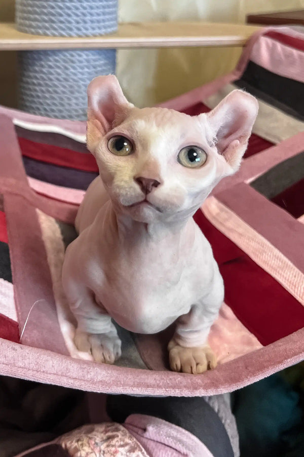 Cezar | dwelf sphynx kitten