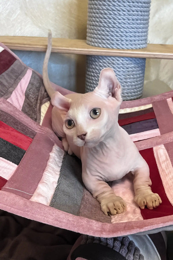 Cezar | dwelf sphynx kitten