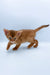 Chandra | abyssinian kitten