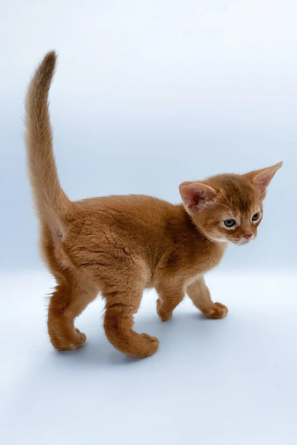 Chandra | abyssinian kitten