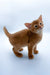 Chandra | abyssinian kitten