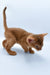 Chandra | abyssinian kitten