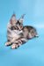 Chanel | maine coon kitten