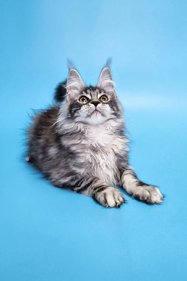 Chanel | maine coon kitten