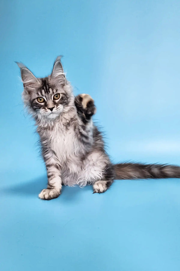 Chanel | maine coon kitten