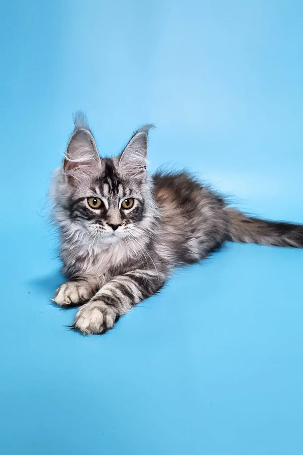 Chanel | maine coon kitten