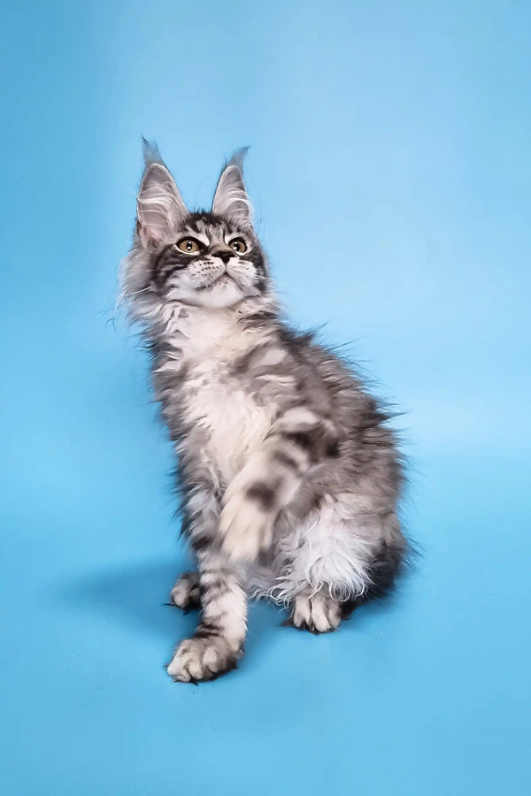Chanel | maine coon kitten