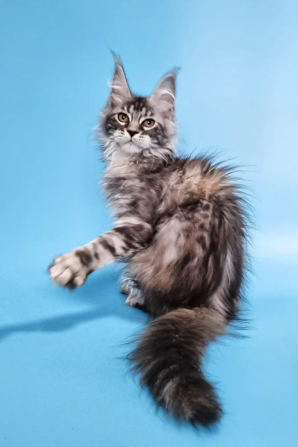 Chanel | maine coon kitten