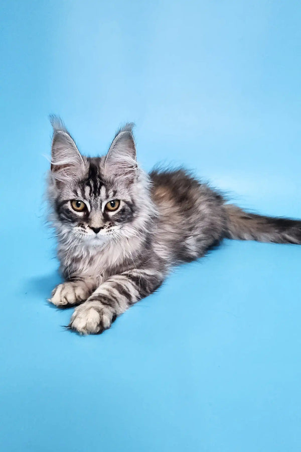 Chanel | maine coon kitten