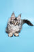 Gray tabby Maine Coon kitten in Chanel product line, super cute and fluffy