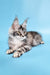 Gray tabby Maine Coon kitten named Chanel ready to bring joy to your home