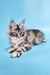 Adorable Silver Tabby Maine Coon Kitten from Chanel perfect for any cat lover