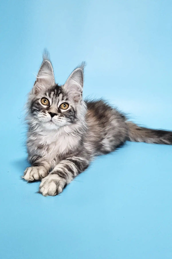 Silver tabby Maine Coon kitten featured in Chanel Maine Coon Kitten product