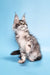 Silver tabby Maine Coon kitten posing for Chanel Maine Coon Kitten product photo