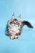 Adorable Silver Tabby Maine Coon kitten from the Chanel collection