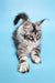 Silver tabby Maine Coon kitten from the Chanel collection, super cute and fluffy!