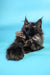 Fluffy black Maine Coon cat in the Chara Maine Coon Kitten product display