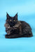 Black Maine Coon cat featured in the Chara Maine Coon Kitten product