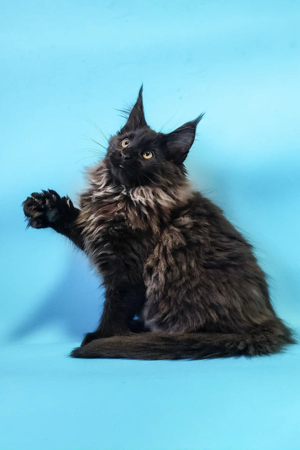 Black Maine Coon kitten with fluffy fur from the Chara collection