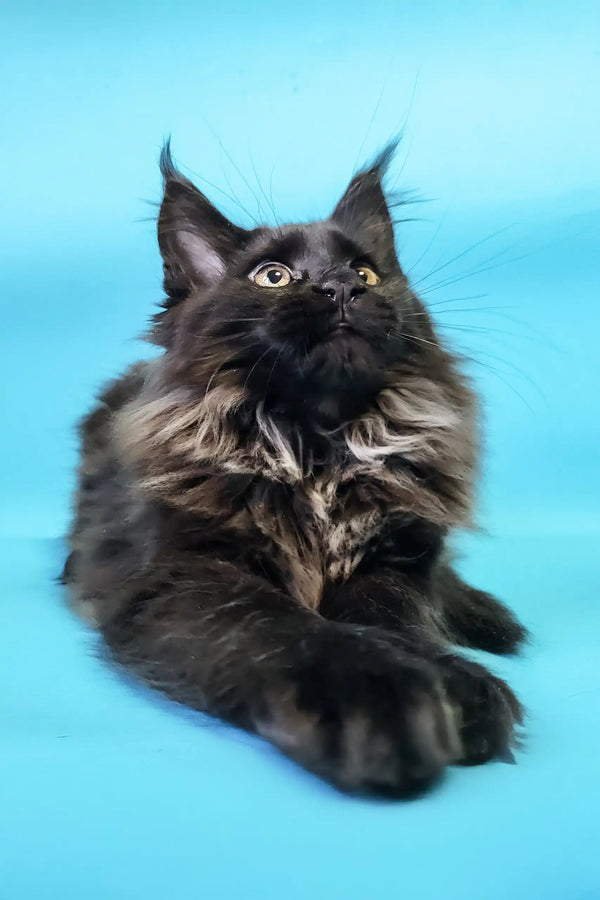 Cute Black Maine Coon cat in Chara | Maine Coon Kitten product display