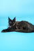 Black Maine Coon cat featured in Chara Maine Coon Kitten product