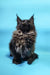 Fluffy black Maine Coon kitten in Chara product for cute pet lovers