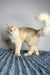 Cream-colored Polydactyl Maine Coon cat with fluffy tail on textured surface