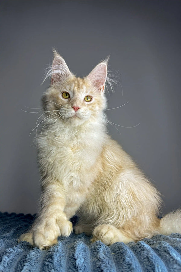 Fluffy cream-colored Polydactyl Maine Coon kitten with ear tufts and whiskers