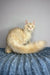 Fluffy cream-colored Polydactyl Maine Coon cat lounging on a textured surface