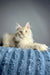 Fluffy cream Polydactyl Maine Coon with green eyes resting on blue surface