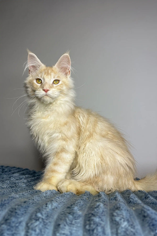 Cream-colored longhaired kitten lounging on blue, showcasing Polydactyl Maine Coon charm