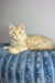 Cream-colored Polydactyl Maine Coon lounging on a blue cushion with yellow eyes