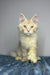 Cream-colored Polydactyl Maine Coon kitten sitting adorably on a textured surface