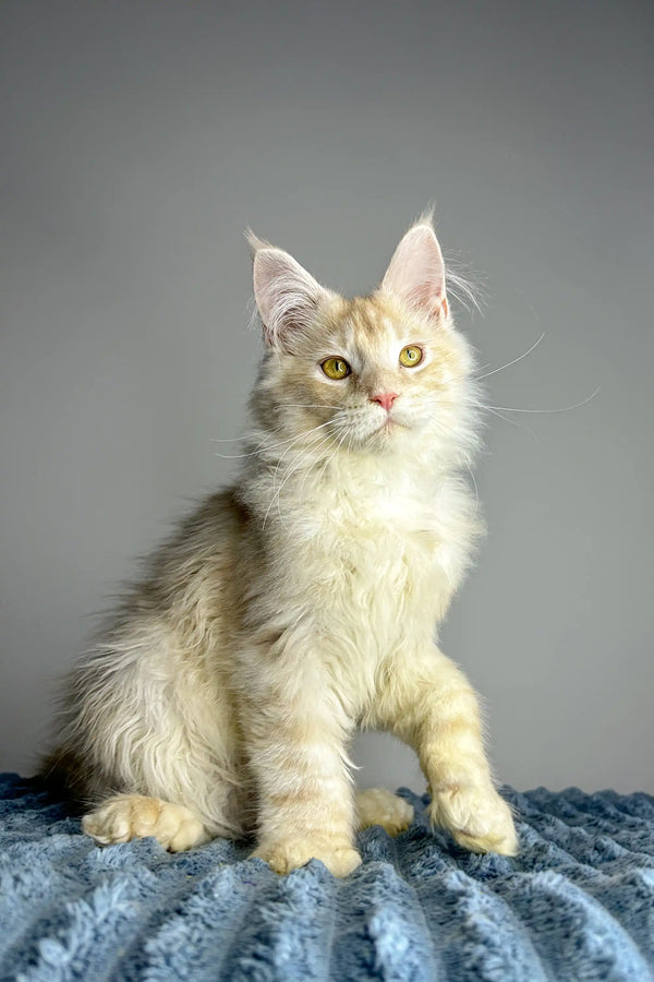 Fluffy cream Polydactyl Maine Coon kitten with bright green eyes sitting upright