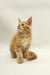 Fluffy orange Maine Coon kitten with pointed ears and a long tail, perfect for cuddles