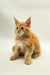 Fluffy orange Maine Coon kitten with big ears sitting upright, adorable and playful