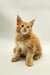 Fluffy orange Maine Coon kitten with pointed ears sitting upright, ready to play