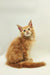 Fluffy orange Maine Coon kitten with alert ears and a long tail, perfect companion