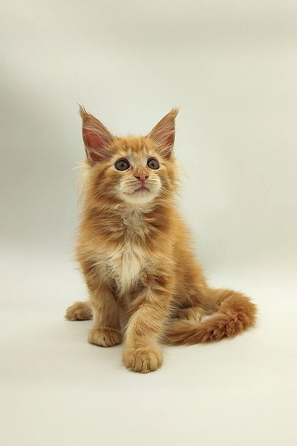 Ginger Maine Coon kitten Charli sitting upright, looking alert and adorable