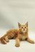 Orange tabby Maine Coon kitten Charli with fluffy fur and alert expression