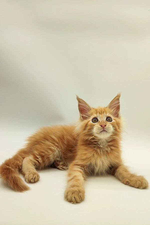 Orange tabby Maine Coon kitten Charli with fluffy fur and alert expression