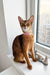 Abyssinian kitten named Charlie with a pink collar on a sunny windowsill