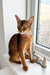 Abyssinian kitten Charlie sitting gracefully on a sunny windowsill