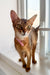 Abyssinian kitten in a pink collar lounging on a sunny windowsill