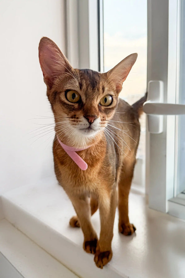 Abyssinian kitten in a pink collar lounging on a sunny windowsill