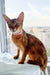 Abyssinian kitten Charlie lounging on a sunny windowsill, looking cozy and cute