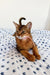 Abyssinian kitten Charlie lounging on colorful patterned fabric