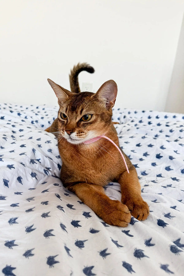 Abyssinian kitten Charlie lounging on colorful patterned fabric